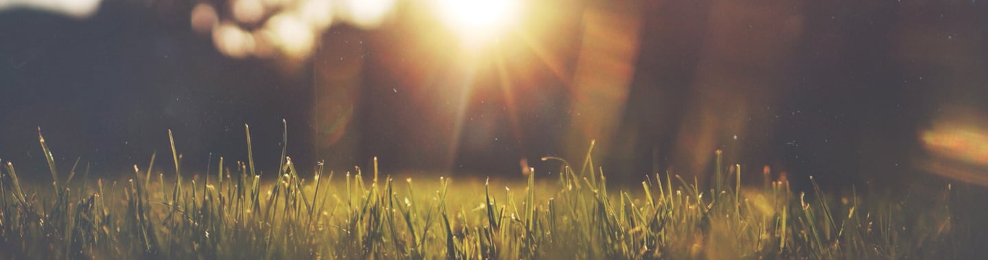 picture of a field with the sunset in the background